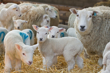 New born Lleyn lambs at lambing time, United Kingdom