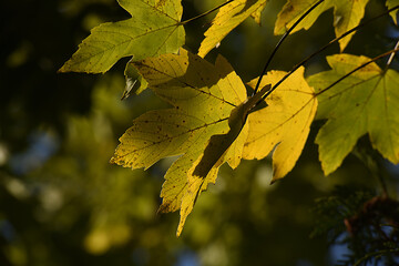 Herbstblätter, Blätter im Herbst