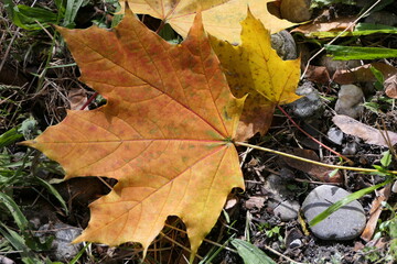On the ground fallen discolored and decorative maple leaf between autumn and winter