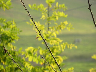 Twig on a background of green leaves beautiful background