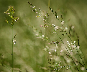 Herbes folles au printemps à Péronnas, France