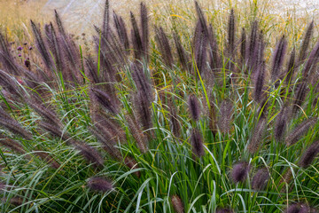 Pennisetum grass (alopecuroides 'Black Beauty) garden plant