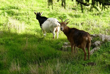 Goats in meadow 
