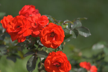 A fiery orange rose flower blooming in the garden