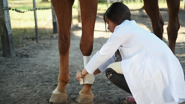 Female vet make a bandage on the leg of the horse outdoors in the farm.