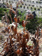 枯れたダリアの葉