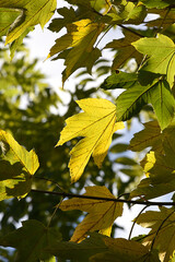 Herbstblätter, Blätter im Herbst