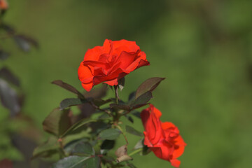 A fiery orange rose flower blooming in the garden