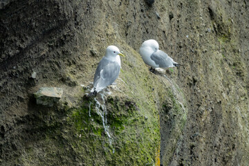 Islande, falaise de Krisuvikurberg Cliffs
