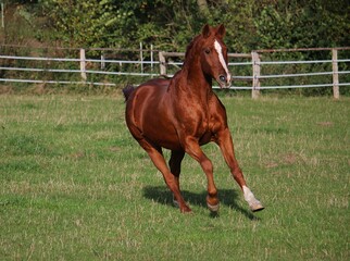 beautiful brown horse is running on the paddock