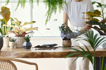 Woman gardeners transplanting plant in ceramic pots on the design wooden table. Concept of home garden. Spring time. Stylish interior with a lot of plants. Taking care of home plants. Template. - obrazy, fototapety, plakaty