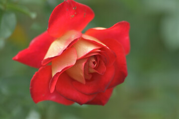 A fiery orange rose flower blooming in the garden