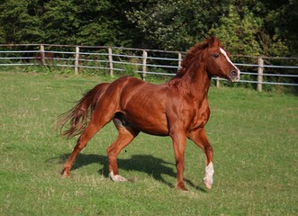 beautiful brown horse is running on the paddock