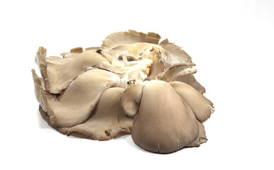 mushroom grown trees bark growth