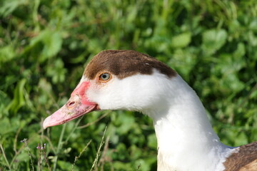 Head of a female Muscovy duck in close-up, in the pasture