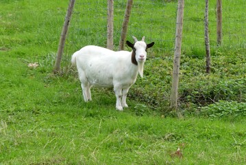 Goat with big “beard”