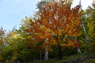 Naklejka premium Baum mit gelben, roten und braunen Blättern im Herbst vor Wald und Himmel