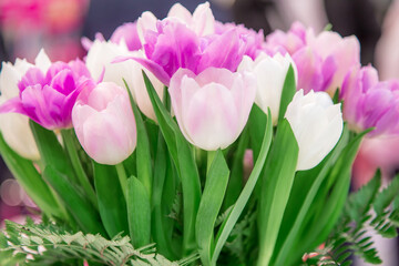 A Festive Bouquet of fresh Flowers of Pink White lilac Spring Tulips for the Women's Holiday on March 8, Mother's day, Easter, Wedding, to the congratulation invitation Birthday