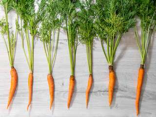 Fresh carrots only from the garden. Orange carrots with a green stem on a light background. Appetizing healthy vegetable