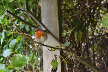 Fluffy robin perching in the Devon countryside. Common British garden birds robins are territorial but become used to human neighbours and land on hands shoulders heads while them doing gardening jobs