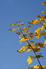 Herbstblätter, Blätter im Herbst