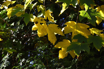 Herbstblätter, Blätter im Herbst