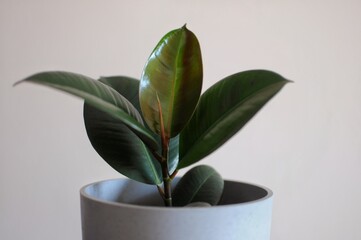 Close up of young Ficus Elastica Rubber tree in grey pot. Modern houseplant