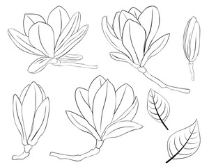 Set Magnolia flowers black and white colors graphics vector illustration