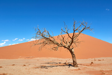 Fototapeta na wymiar Tree in the Namib desert