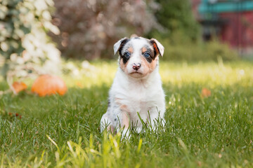 Border Collie puppy in nature