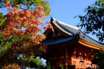 Obraz premium 京都仁和寺の紅葉風景