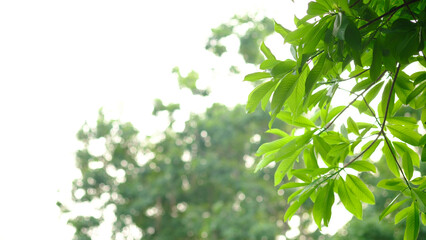 Beautiful view of green leaf on blurred greenery background in garden with copy space, natural bokeh with daylight, concept, relaxing color and fresh atmosphere, photo for ecology content background