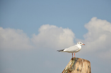 Obraz premium Seagull resting at the poll on the wooden pillar at venice.