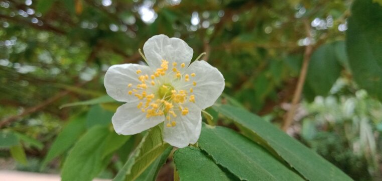 Cherry blossoms from the berau of East Kalimantan