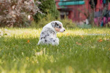 Border Collie puppy in nature