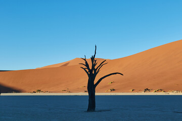 Fototapeta premium Deadvlei during sunrise with camel thorn trees