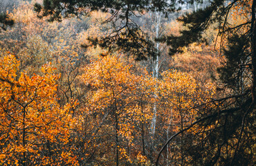 Fototapeta premium Beautiful aspens with fiery orange leaves in the wild forest forest. Selective focus. 