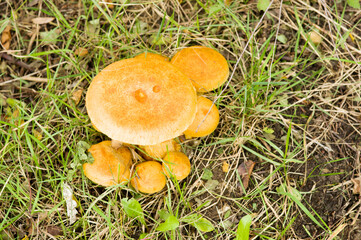 Closeup of a group of wild Enokitake mushrooms in meadow with grass