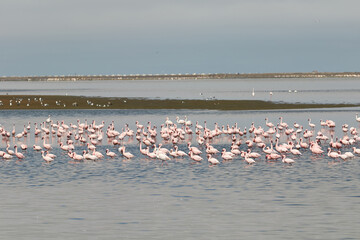 Fototapeta na wymiar A flock of flamingos in Walvis Bay