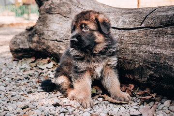 A beautiful little black - and-red German shepherd puppy sits in nature against the background of a fallen tree. Smart curious puppy with big eyes.