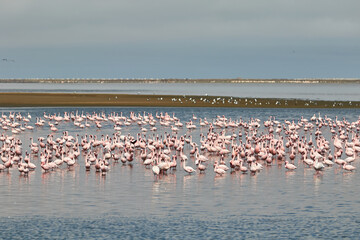 Fototapeta na wymiar A flock of flamingos in Walvis Bay