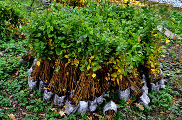 A nursery of ornamental plants sells its plants with a bale when the roots are with the soil in a jute tarpaulin. they can also be bare roots without soil. cheaper wrapped in more pieces plastic wrap