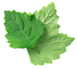 fresh Patchouli (Pogostemon cablin) leaves isolated on the white background, top view - obrazy, fototapety, plakaty