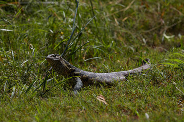 Water monitor out of the water in Namibia