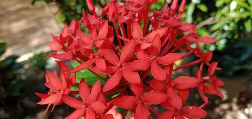 needle flowers that exist in East Kalimantan, Indonesia