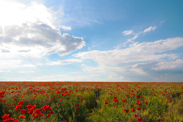 Blooming poppy field. Red poppy flower close up