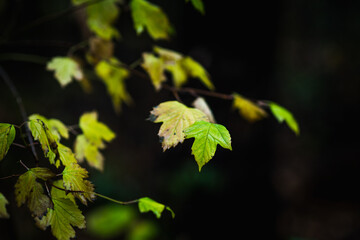 Branches and colorful leaves in the summer forest. Selective focus. Shallow depth of field.