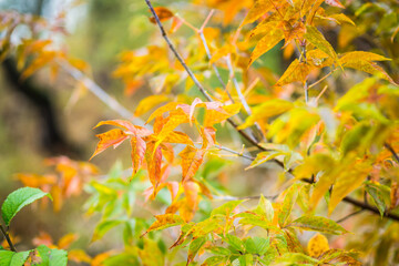 Branches and colorful leaves in the summer forest. Selective focus. Shallow depth of field.