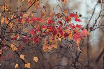 Branches and colorful leaves in the summer forest. Selective focus. Shallow depth of field.