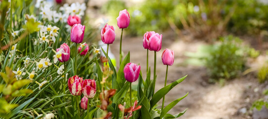 Close-up of a flower bed with pink tulips. Crimson tulips are planted in the Park in spring. Beautiful flowers.Sunny summer day.banner